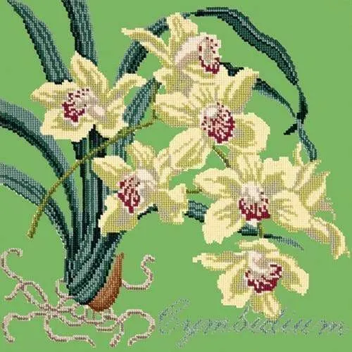 Cymbidium (Boat Orchid)