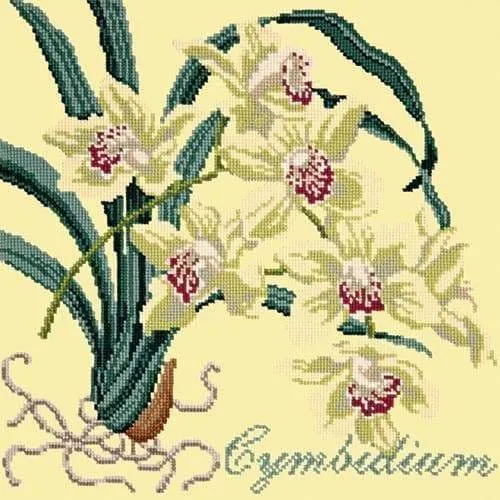Cymbidium (Boat Orchid)