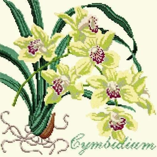 Cymbidium (Boat Orchid)